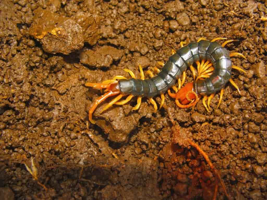 scolopendra centipede in dirt