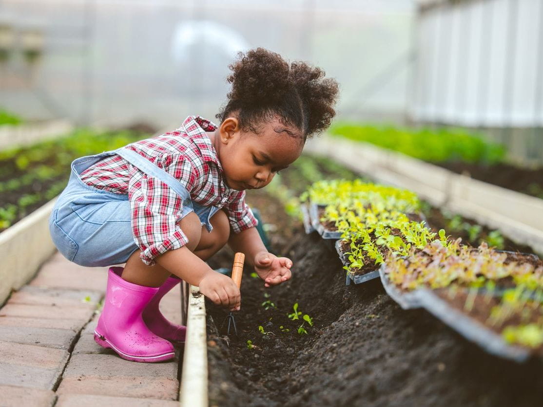 child planting saplings in soil