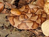 Are Copperhead Snakes Venomous?
