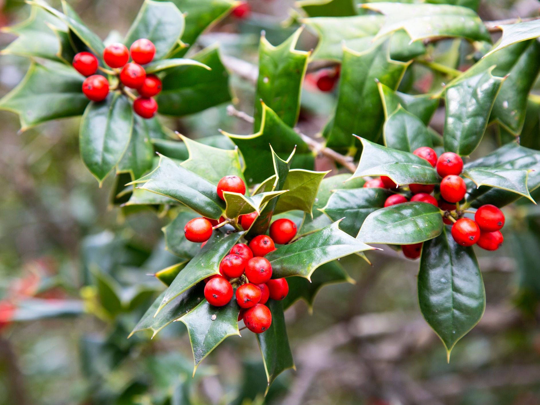 holly