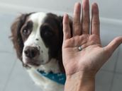 Apoquel: What Is It? Is it Safe for Humans?