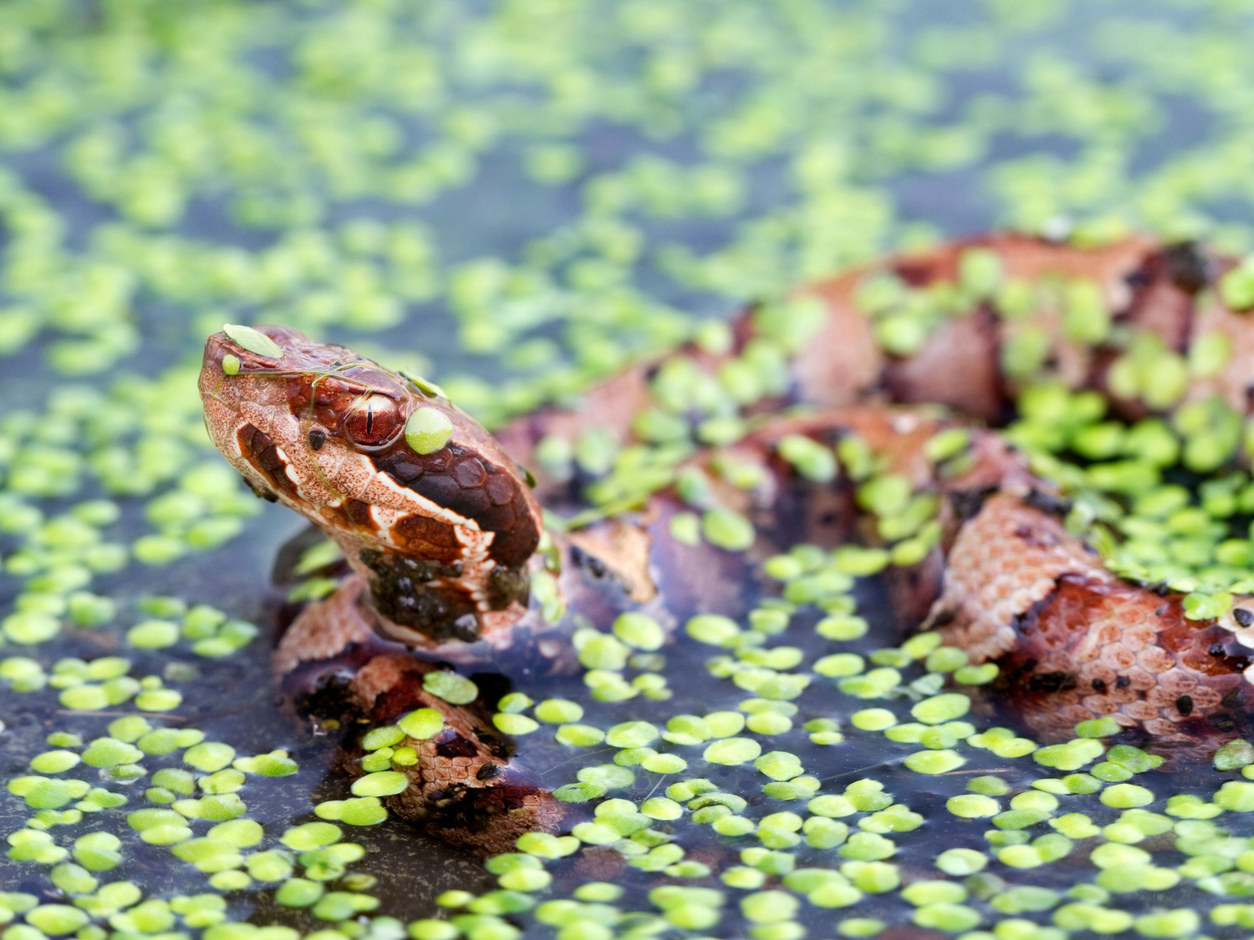 cottonmouth snake swimming in swamp water