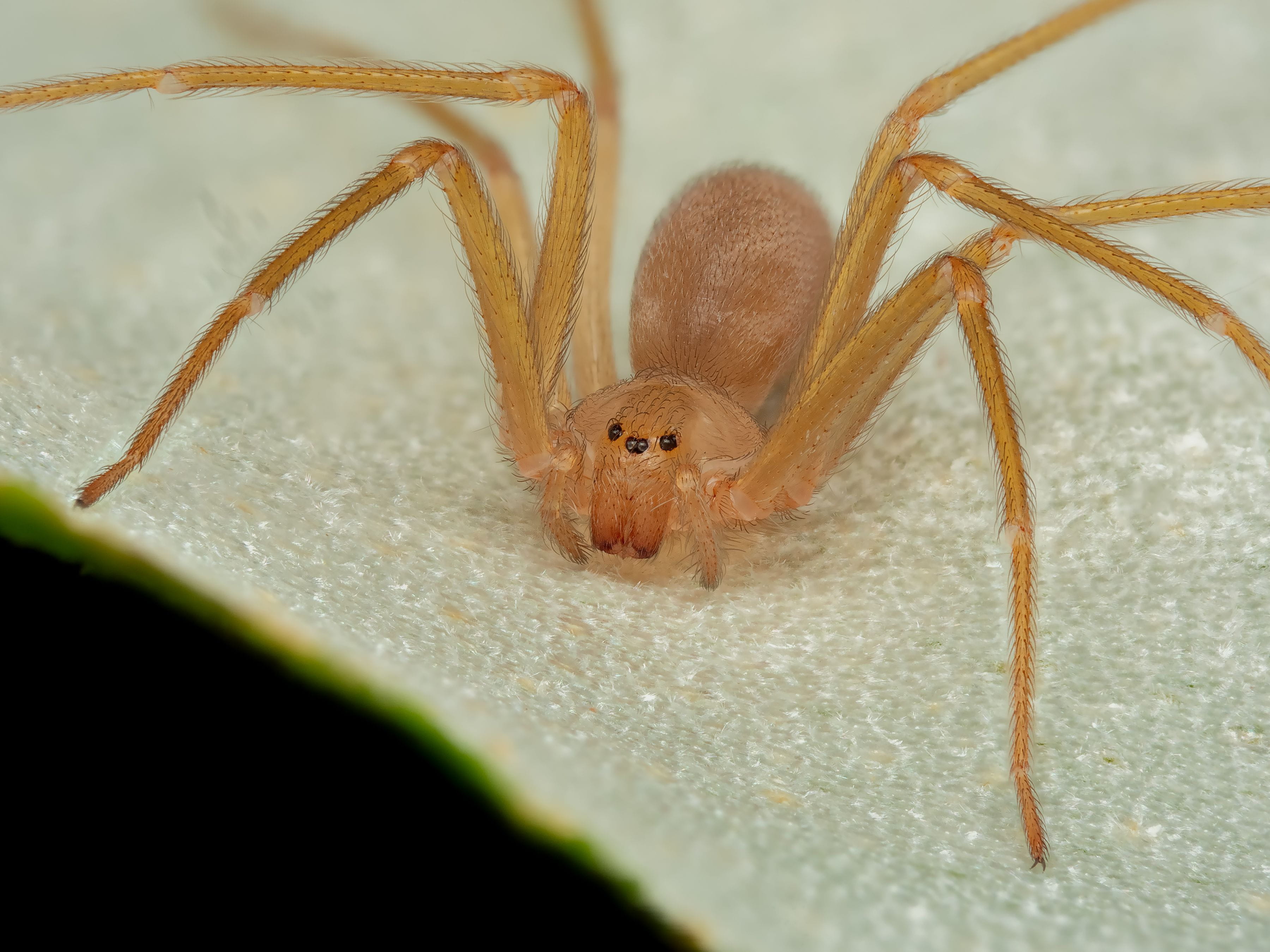 brown recluse