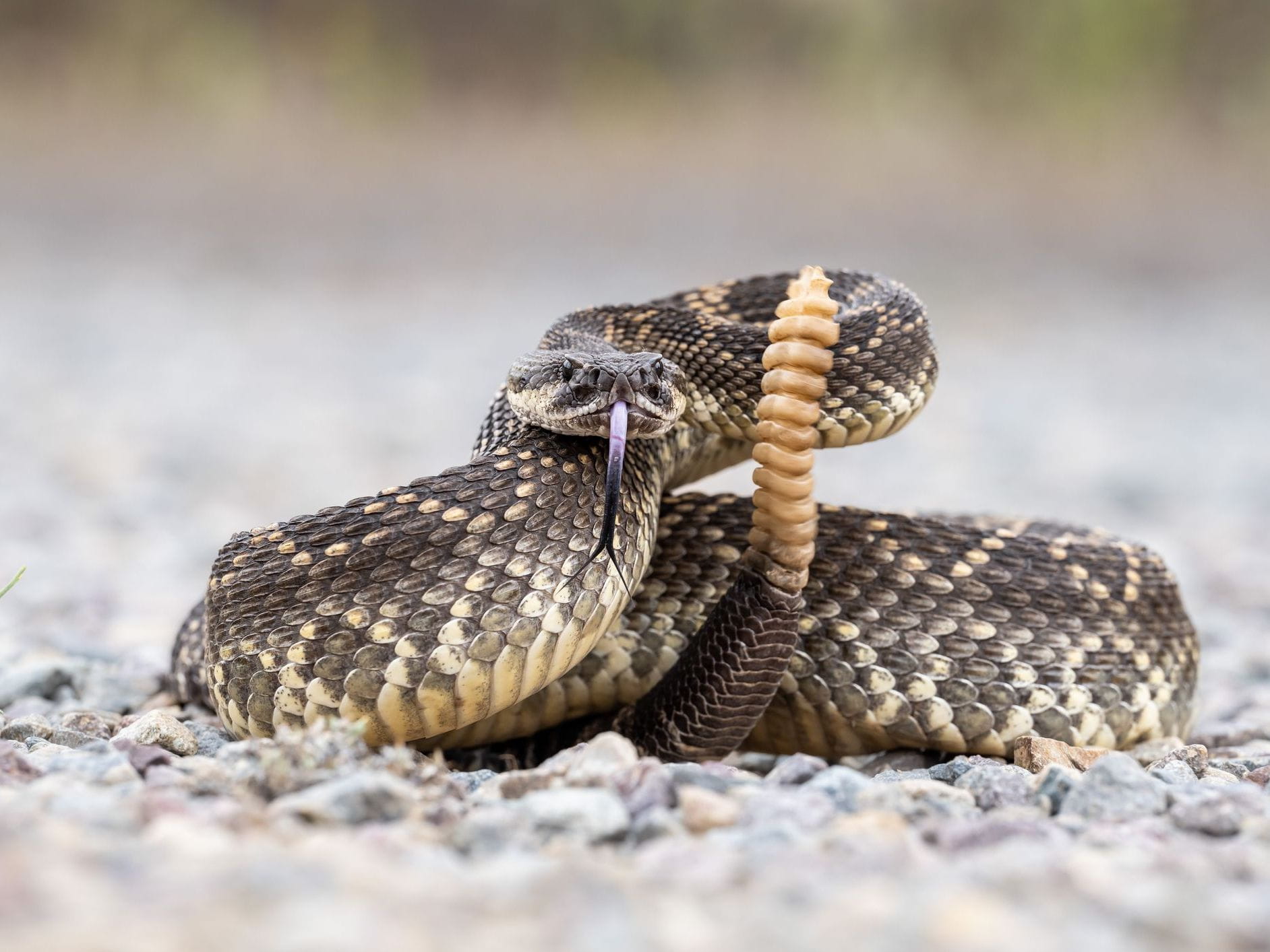 rattlesnake