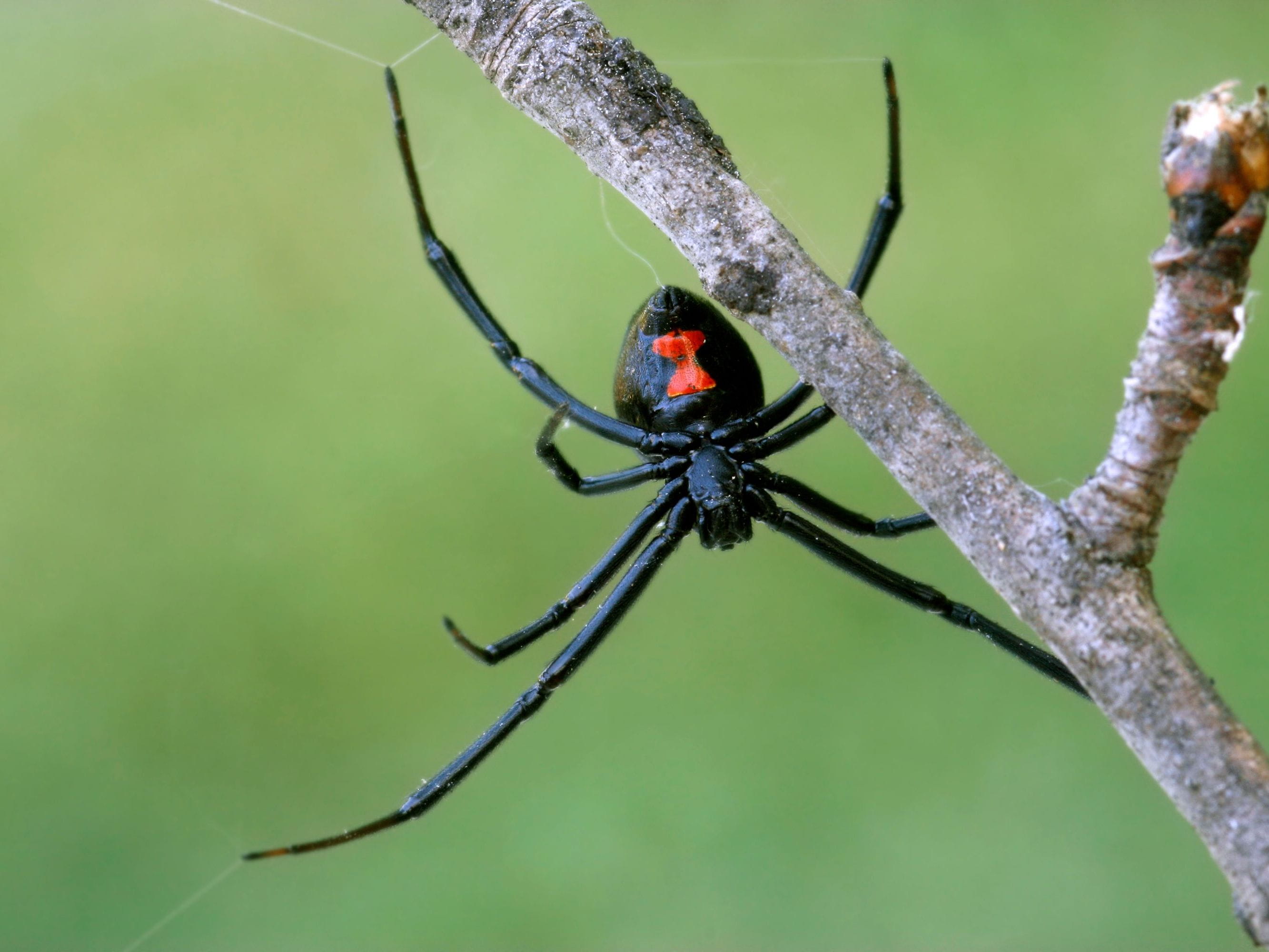 black widow