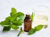 Peppermint Oil: Is it Toxic?