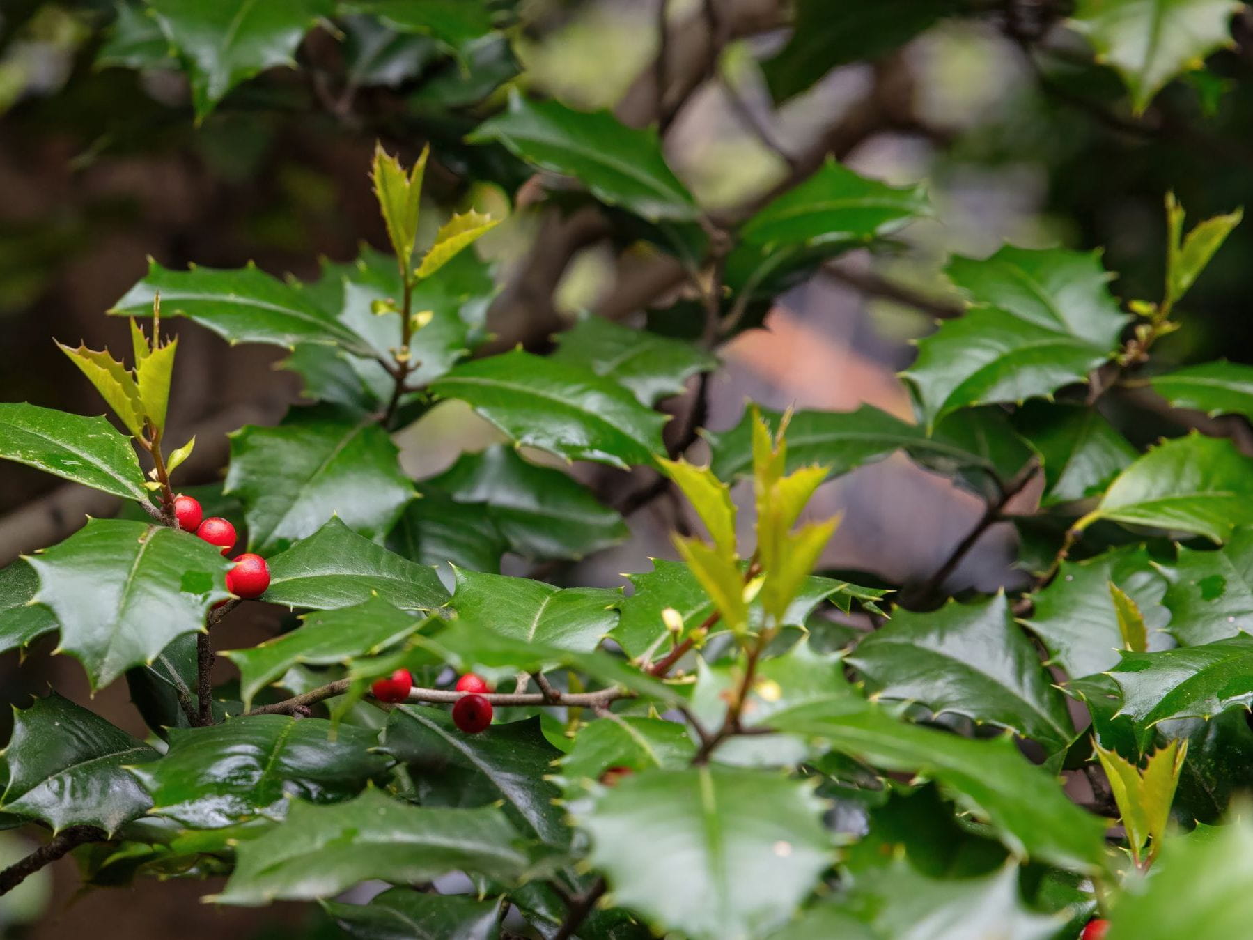 holly plant