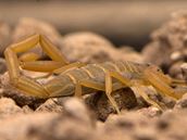 Are Scorpions Venomous?