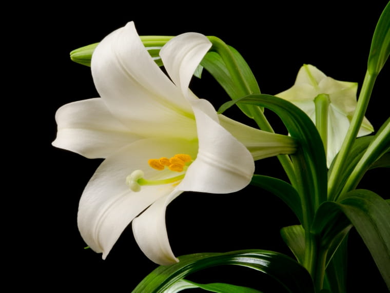 easter lily