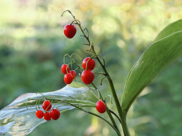 berries from lilly of the valley