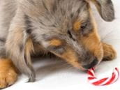 Xylitol: Artificial Sweetener Can Poison Your Pet
