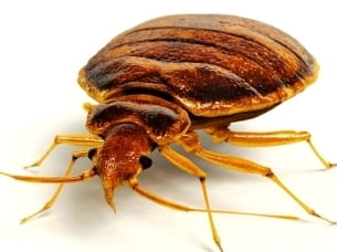 bedbugs 1
