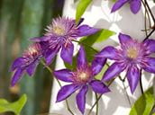 Skin Problems from Outdoor Plants