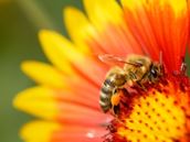 Bee Stings: Is It an Allergic Reaction?