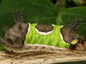 Are Caterpillars Poisonous?