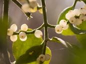 Is mistletoe poisonous?
