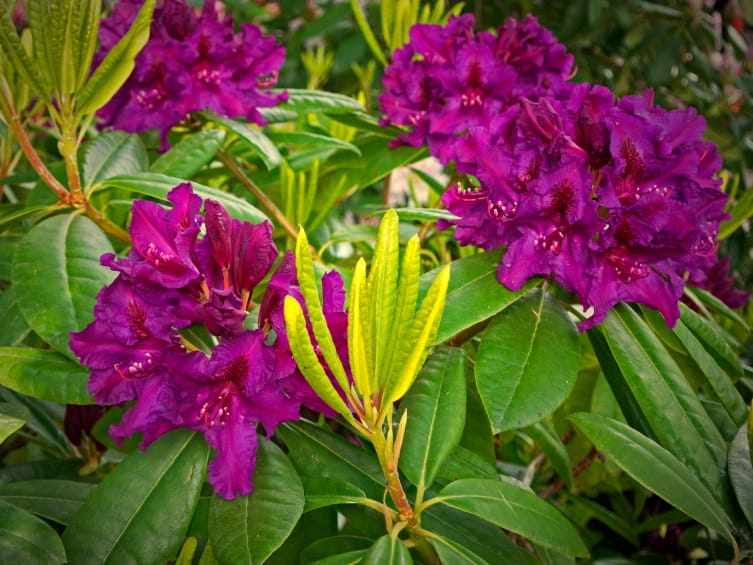 rhododendron