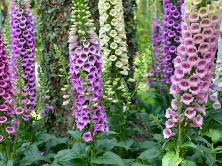 foxglove