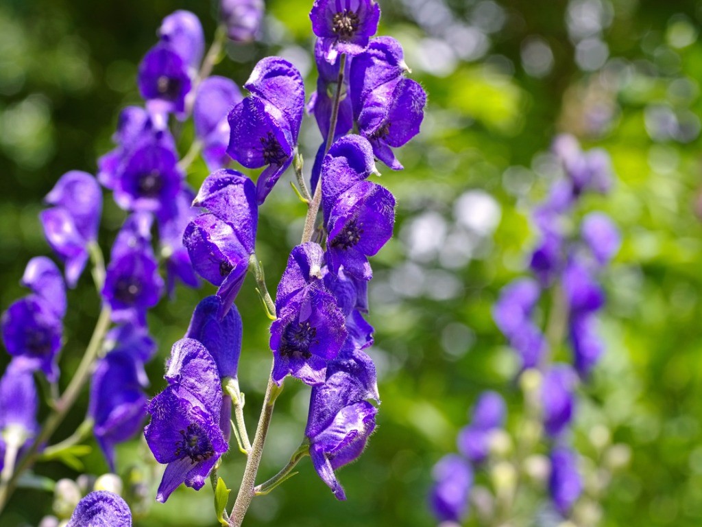 aconitum flower common monkshood