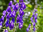 Aconitum napellus (Monkshood): A Purple Poison
