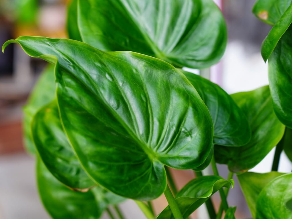 alocasia cucullata house plant