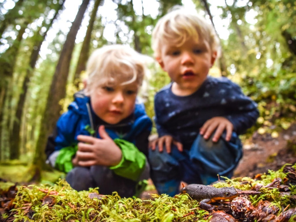 children examining a rough skinned newt