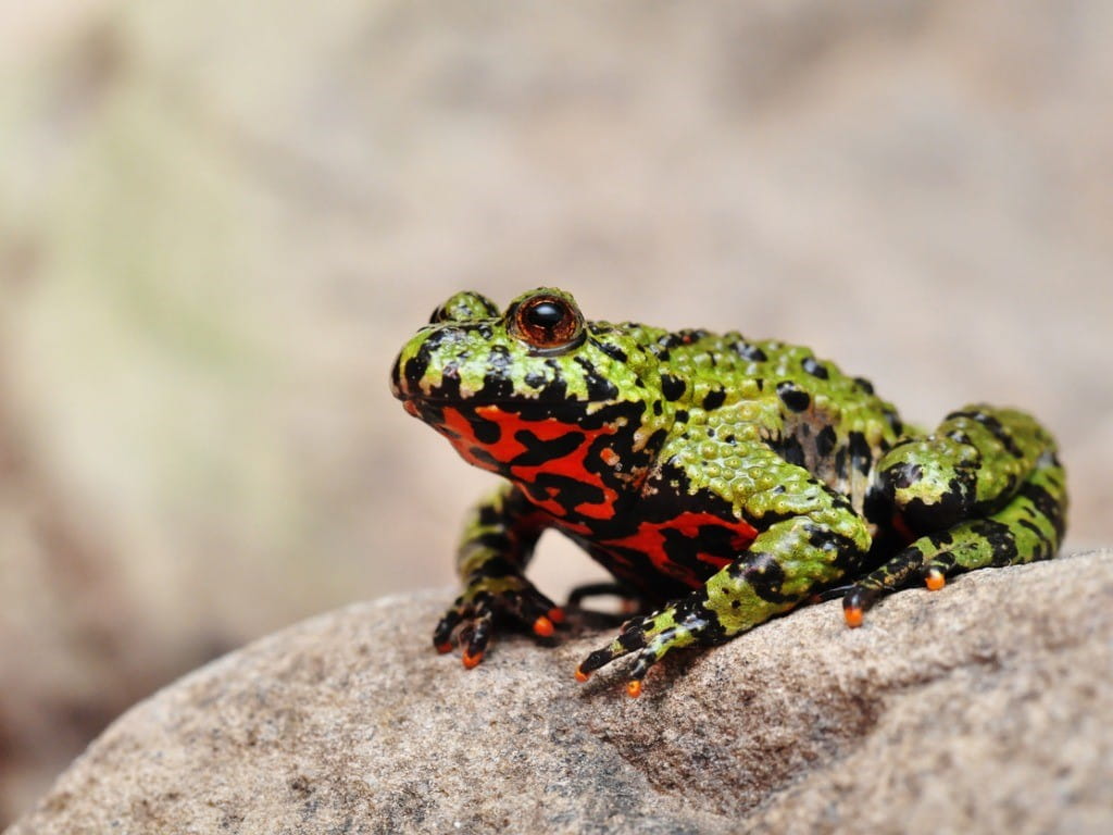 firebellied toad sitting on a rock