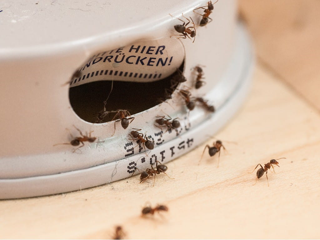 ants crawling around ant bait station