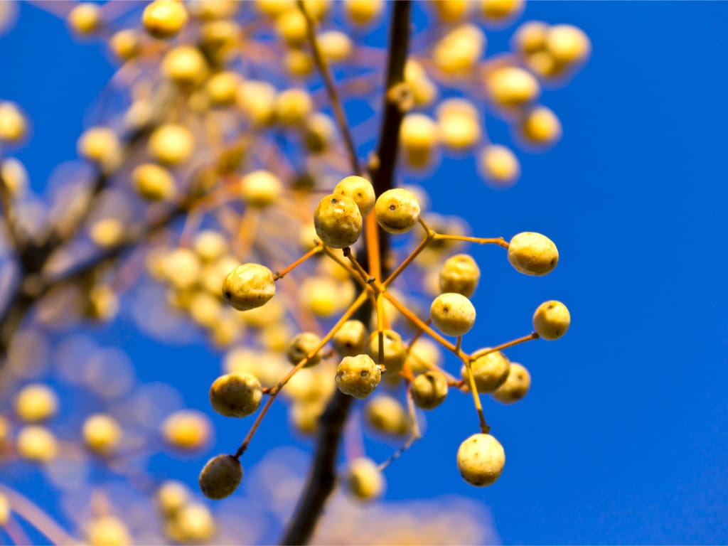 berries on chinaberry tree