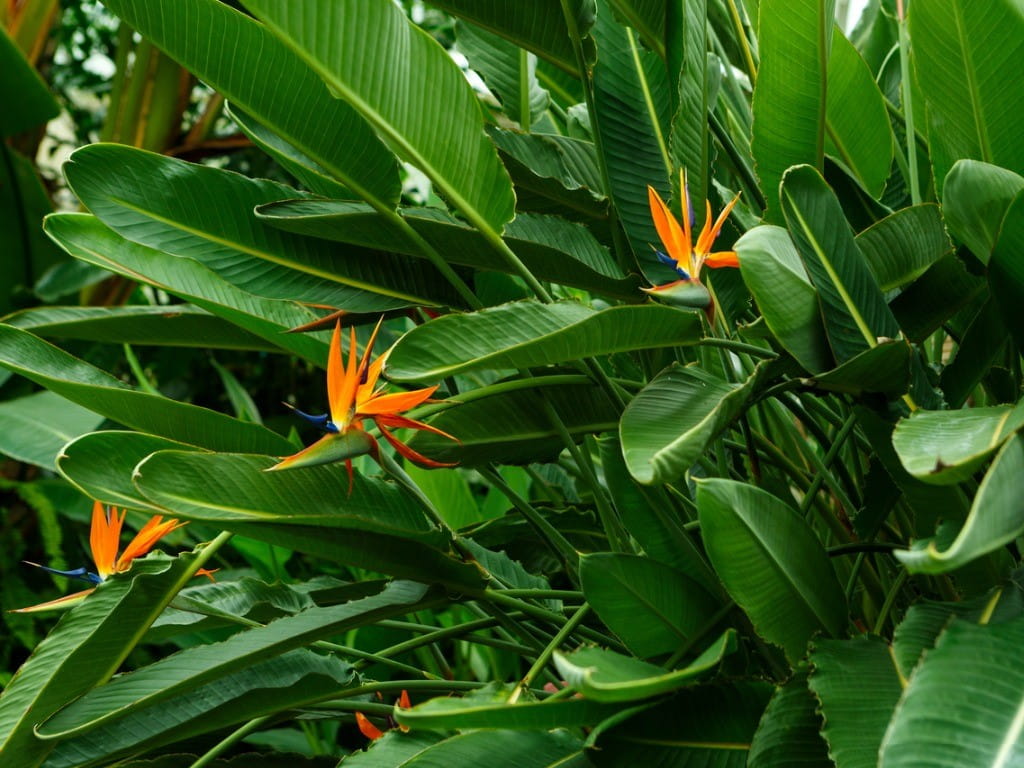 bird of paradise plant with blooms