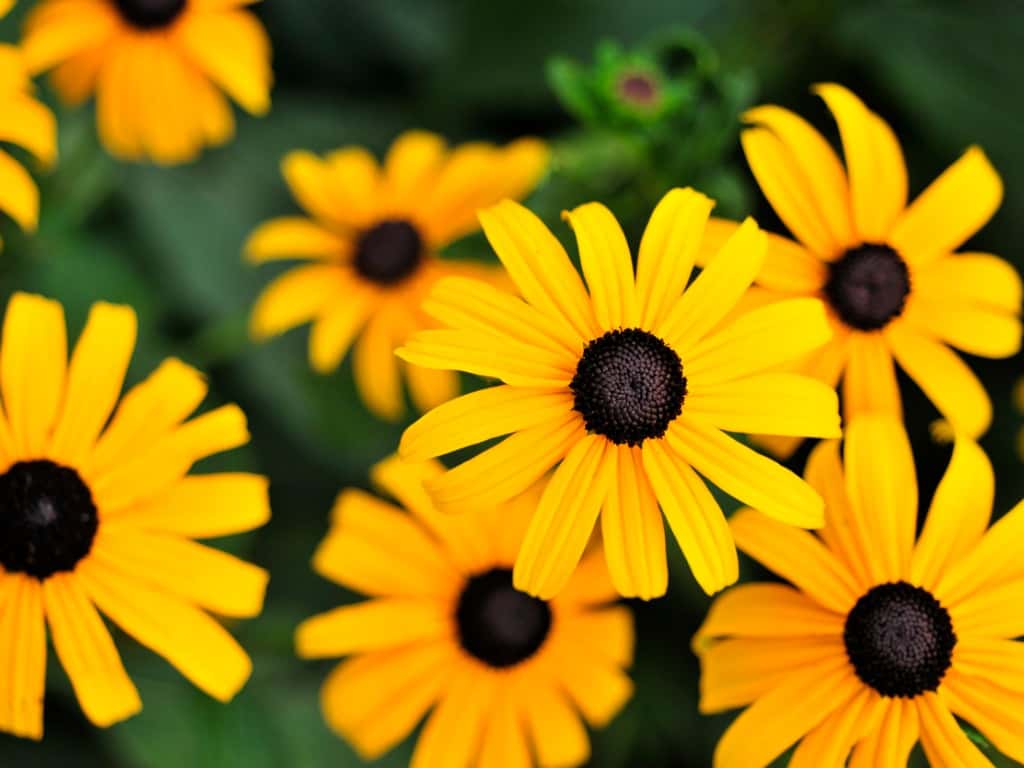 black eyed susan flowers