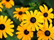 Allergic Reactions to the Black-Eyed Susan Flower