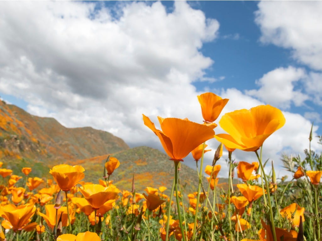 california poppies in field
