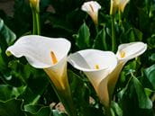 My Child Ate a Piece of a Calla Lily!
