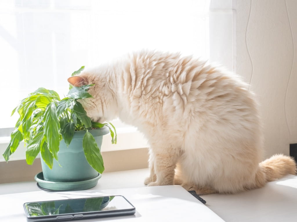 cat eating a house plant