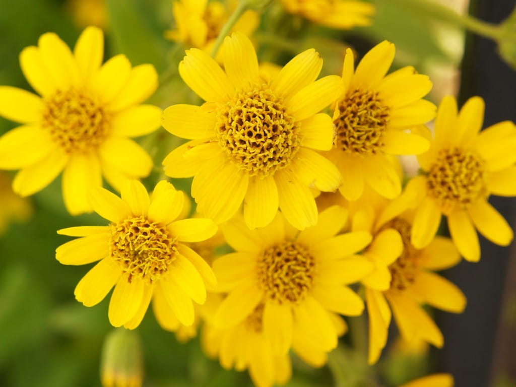 arnica yellow flowers