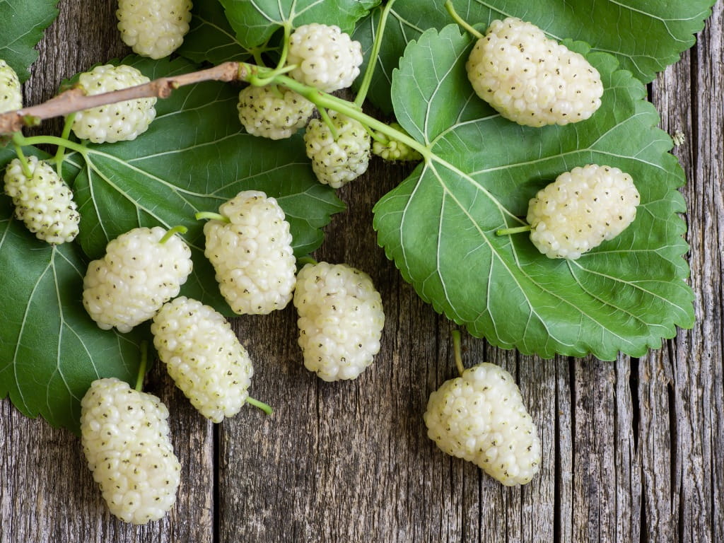 close up of white mulberry fruit and leaves