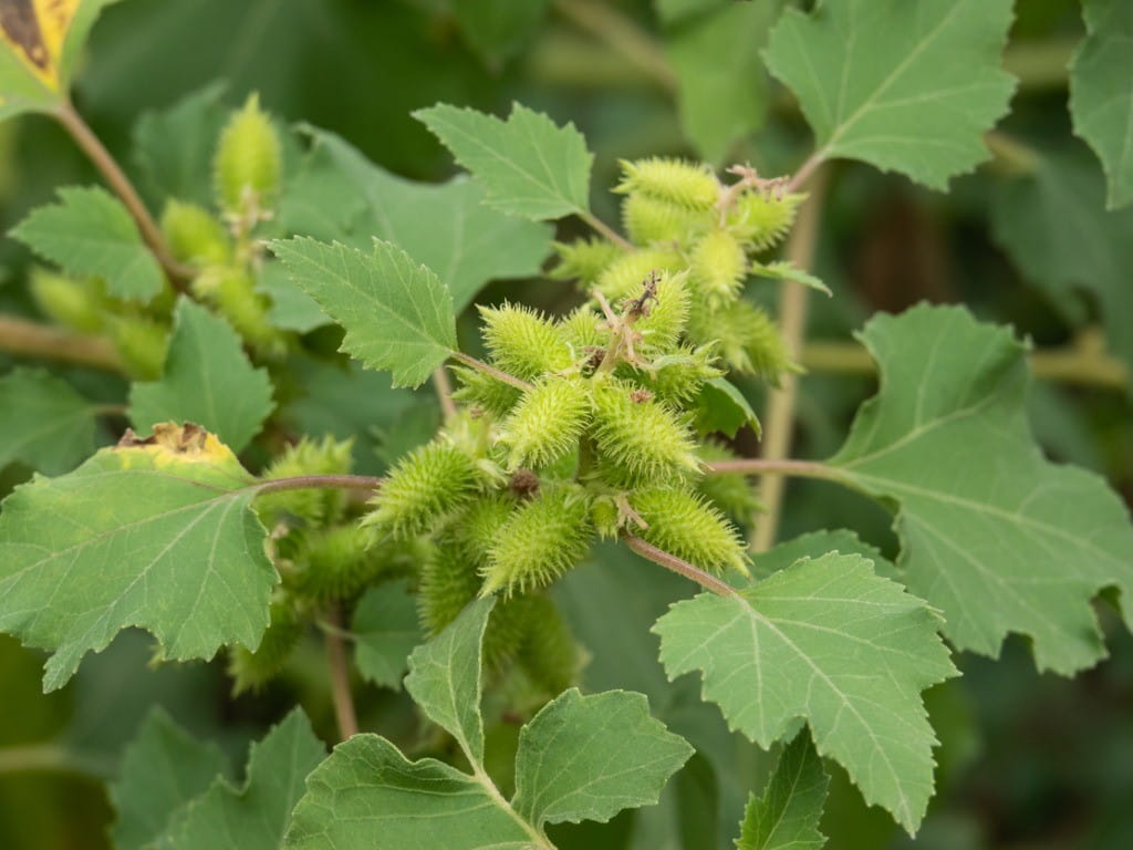 cockleburs on plant