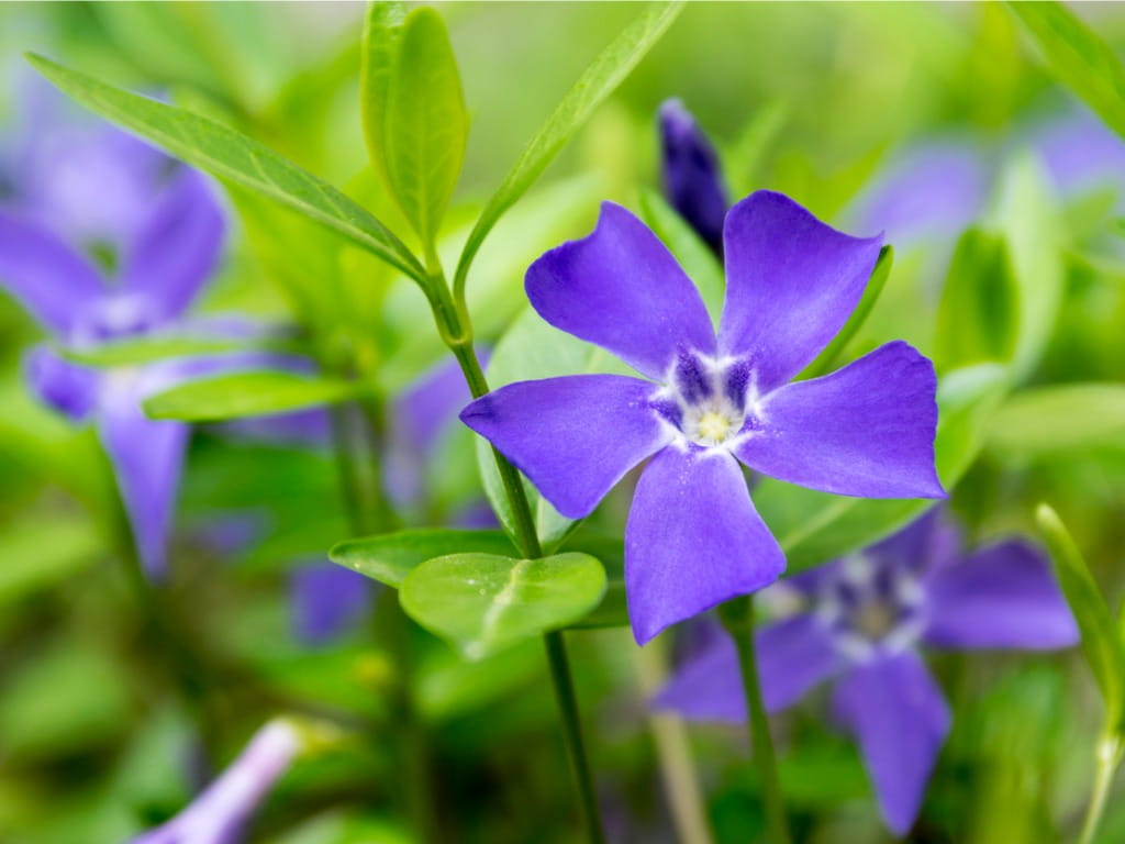 common periwinkle flower