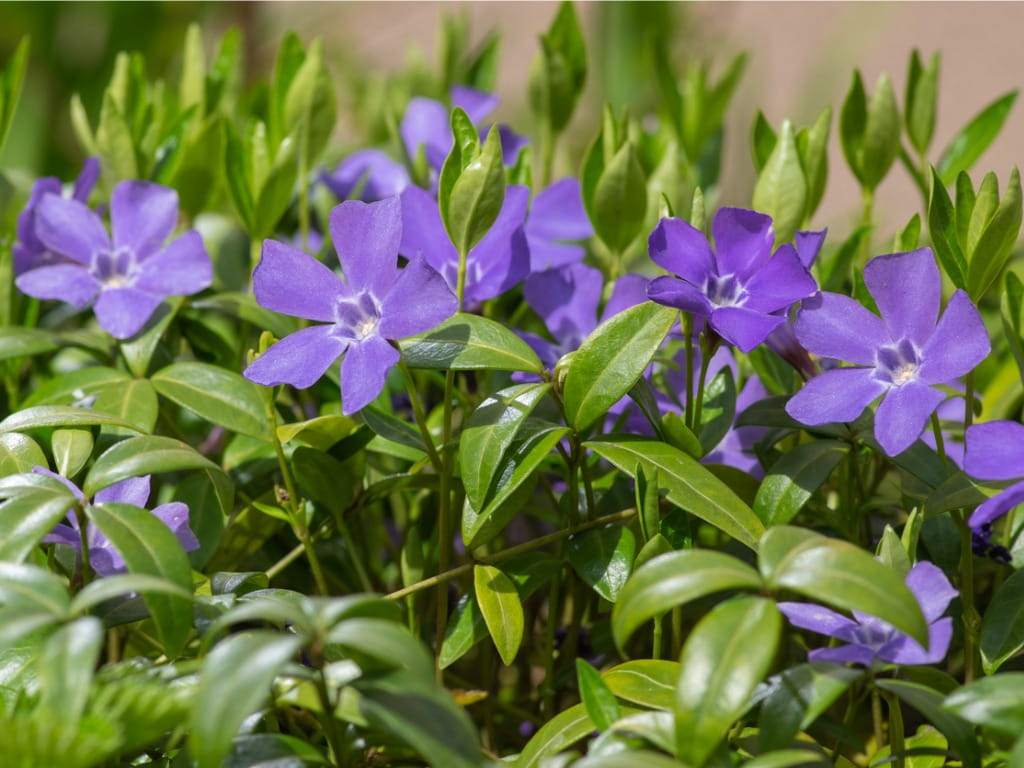 common periwinkle flowers