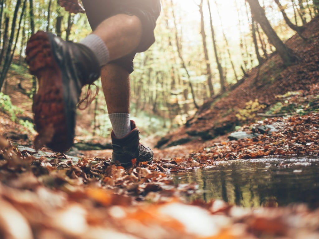 coral snakes hike safely hiker feet among leaves