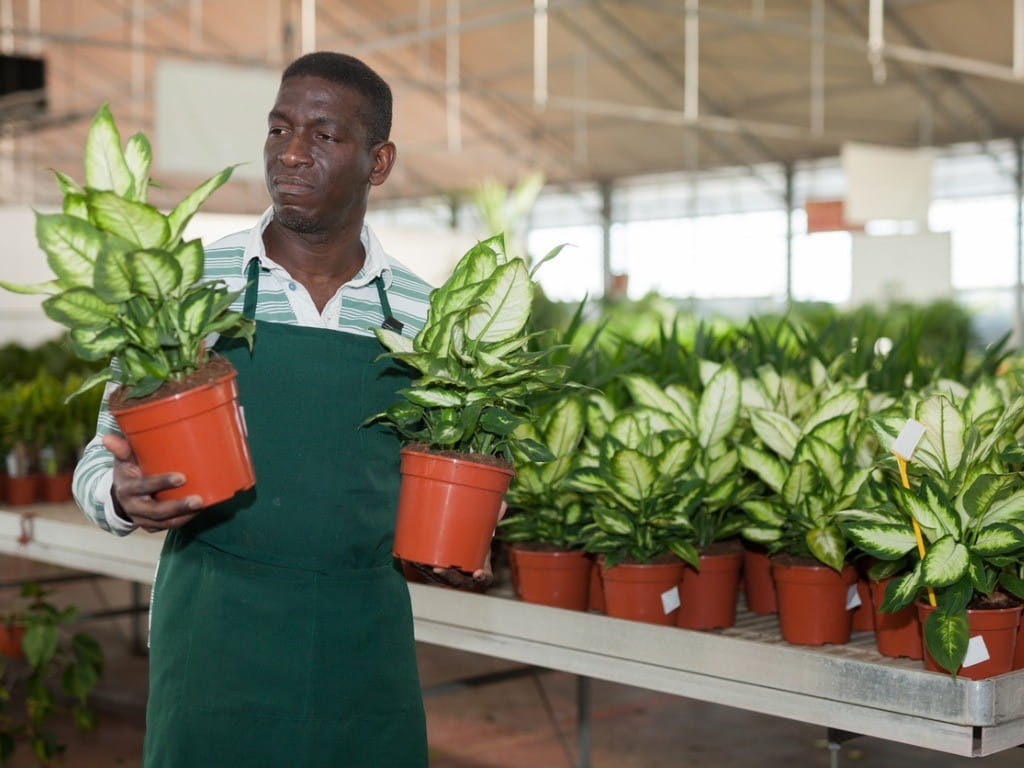 dieffenbachia gardener inspecting dumbcane plants