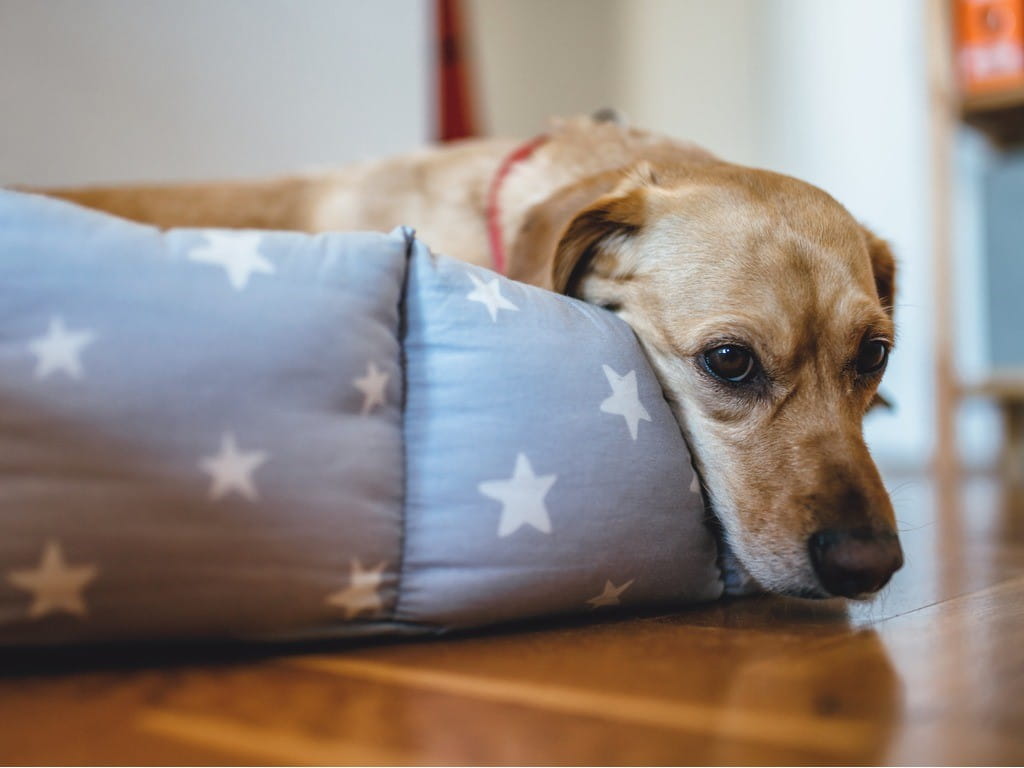 dogs and analgesics sad sick dog lying in bed