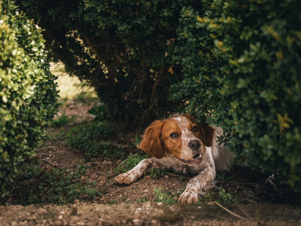 dog playing in boxwood hedge