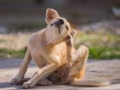 Is My Pet's Flea Medication (Lufenuron) Poisonous to Humans?