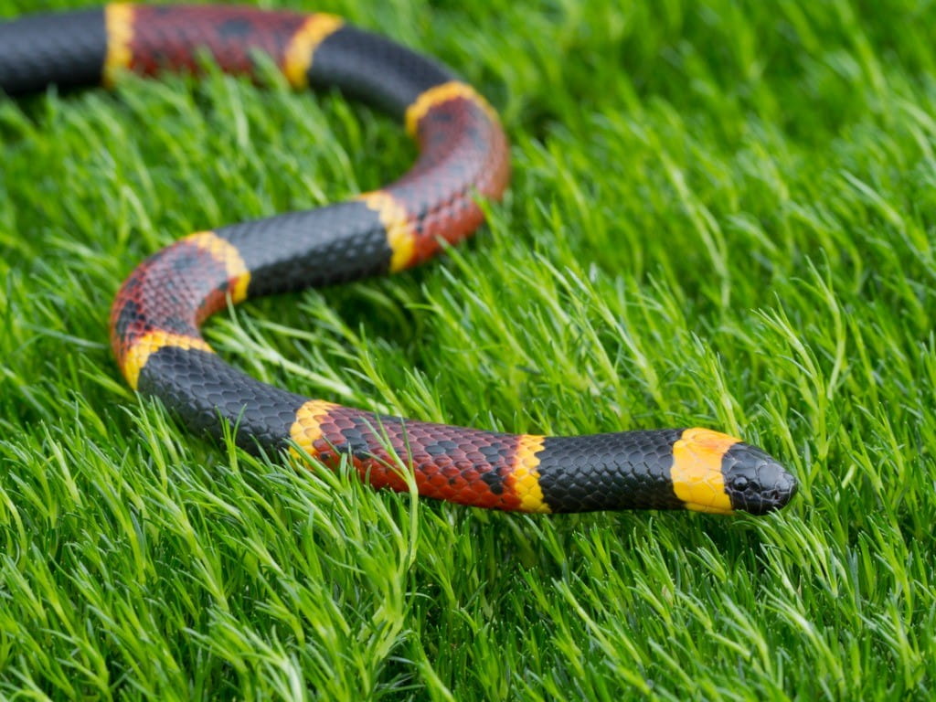 eastern coral snake