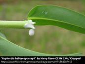 Keep Away From Spurge Sap