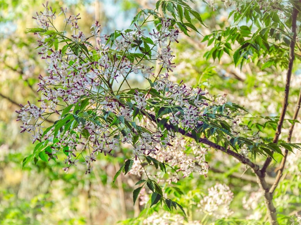 flowers on chinaberry tree