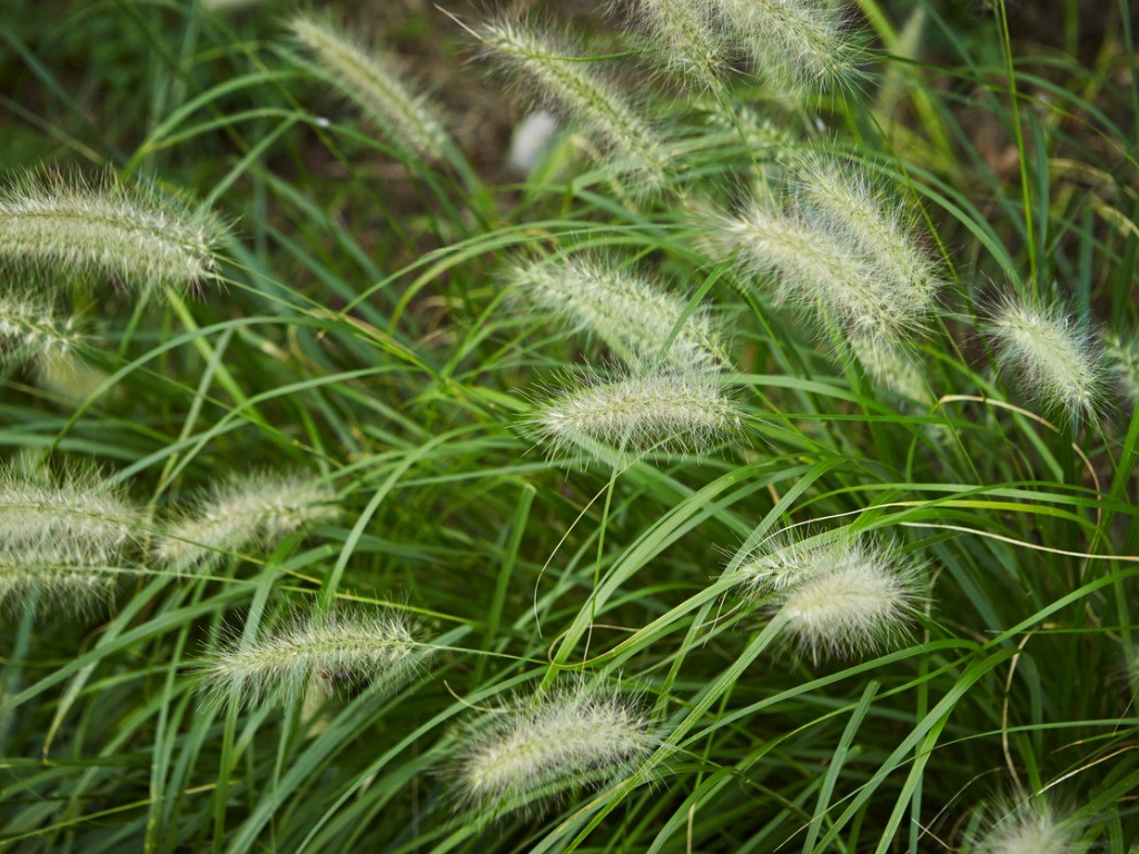 foxtail grass