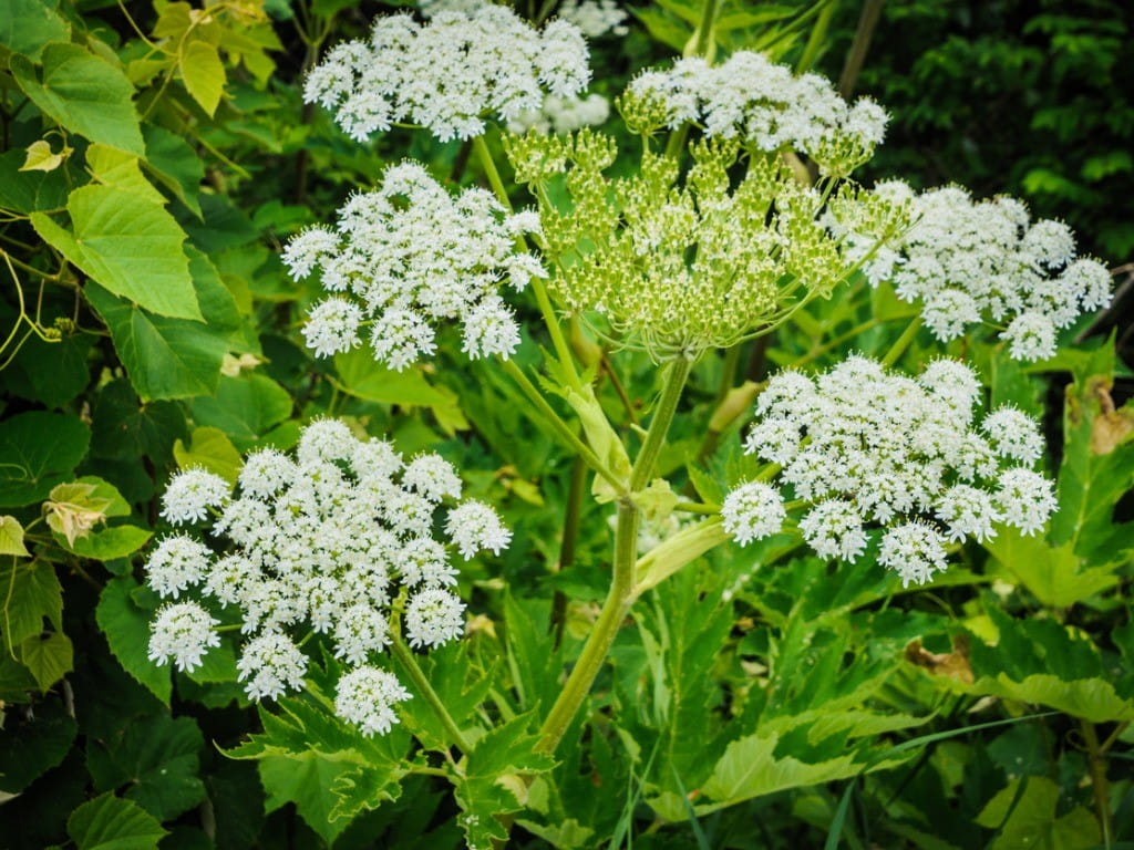 giant hogweed closeup